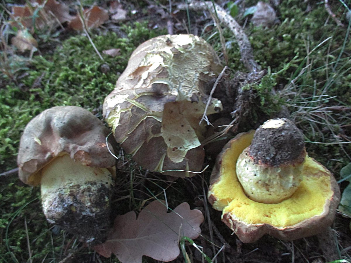 Hemileccinum impolitum - Fahler Röhrling.jpg