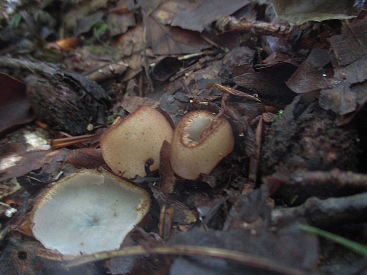 Humaria hemisphaerica - Halbkugeliger Borstling.jpg