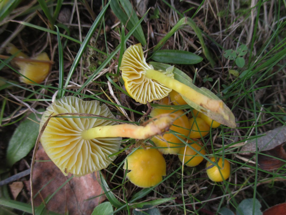 Hygrocybe ceracea - Zerbrechlicher Saftling2.jpg