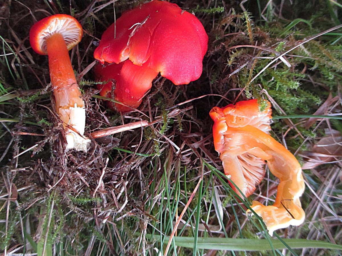 Hygrocybe coccinea - Kirschroter Saftling vielleicht.jpg