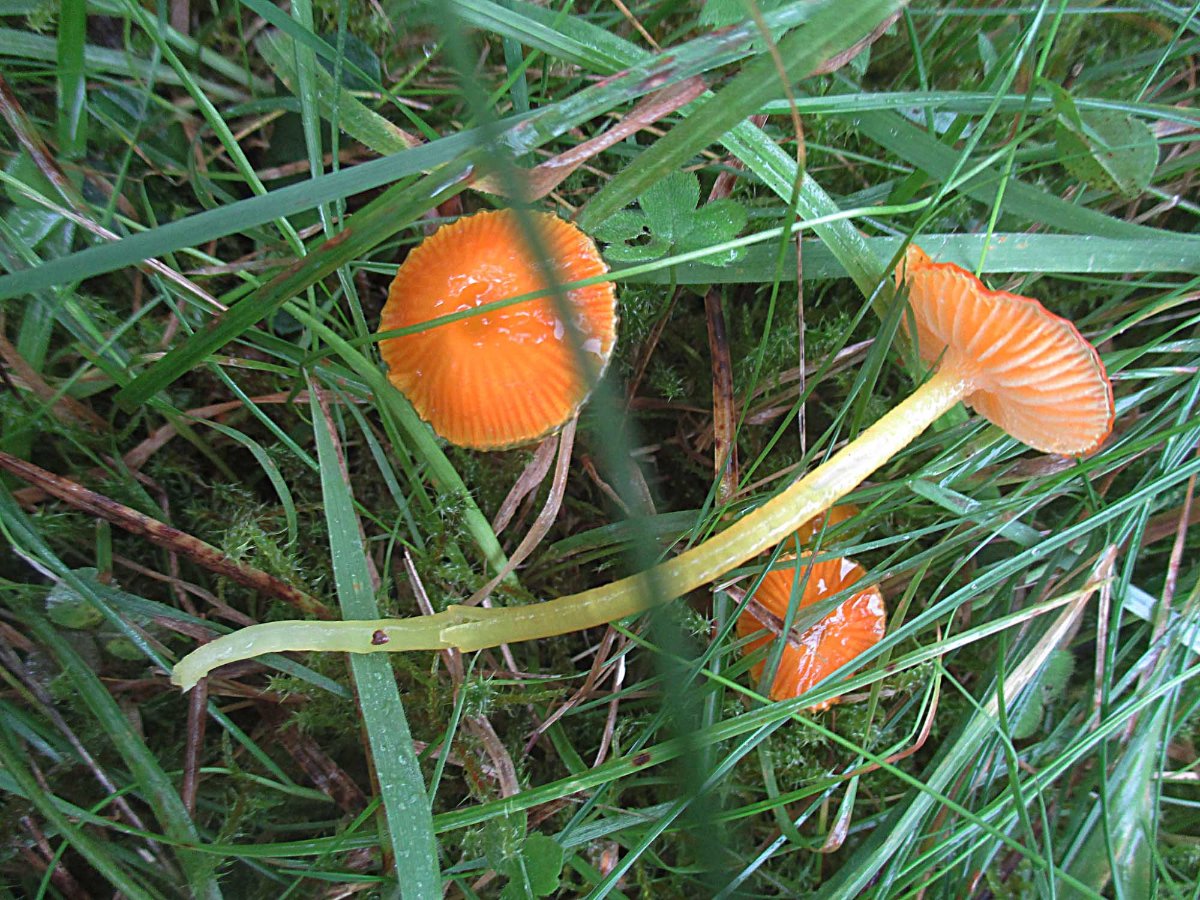 Hygrocybe glutinipes - Schleimfußsaftling.jpg