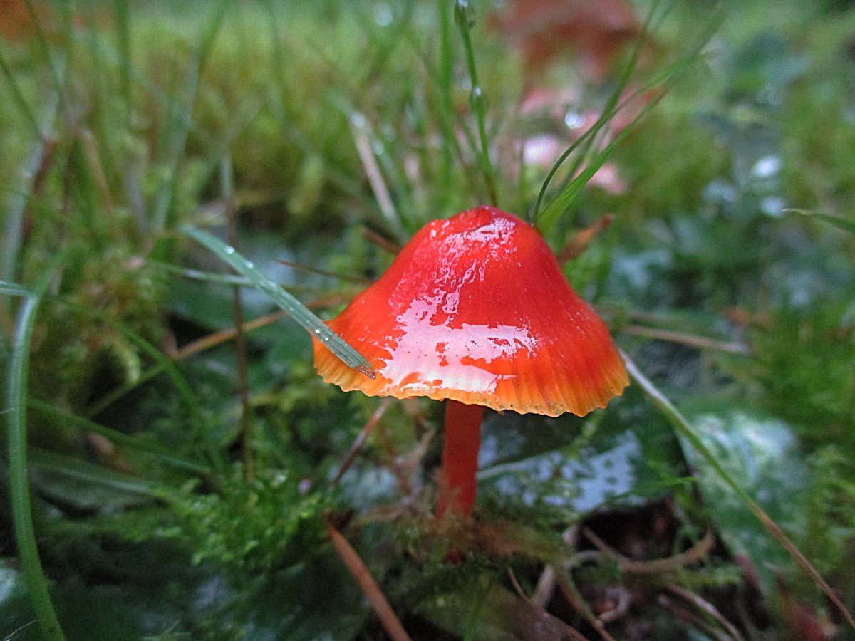 Hygrocybe insipida - Gelbrandiger Saftling.jpg