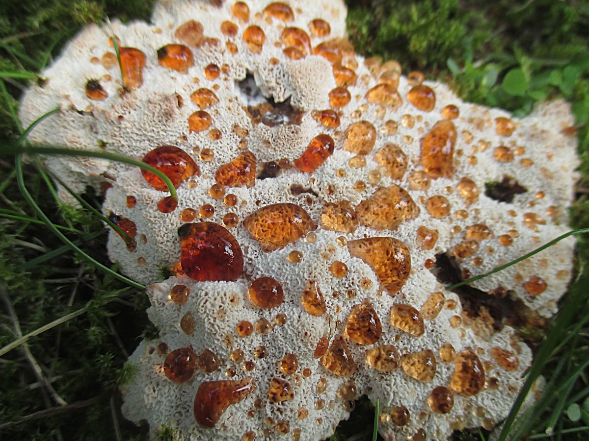 Abortiporus biennis - Rötender Saftwirrling1.jpg