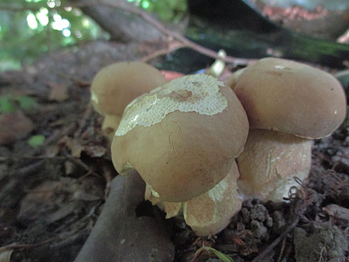Boletus reticulatus - Sommer-Steinpilz.jpg