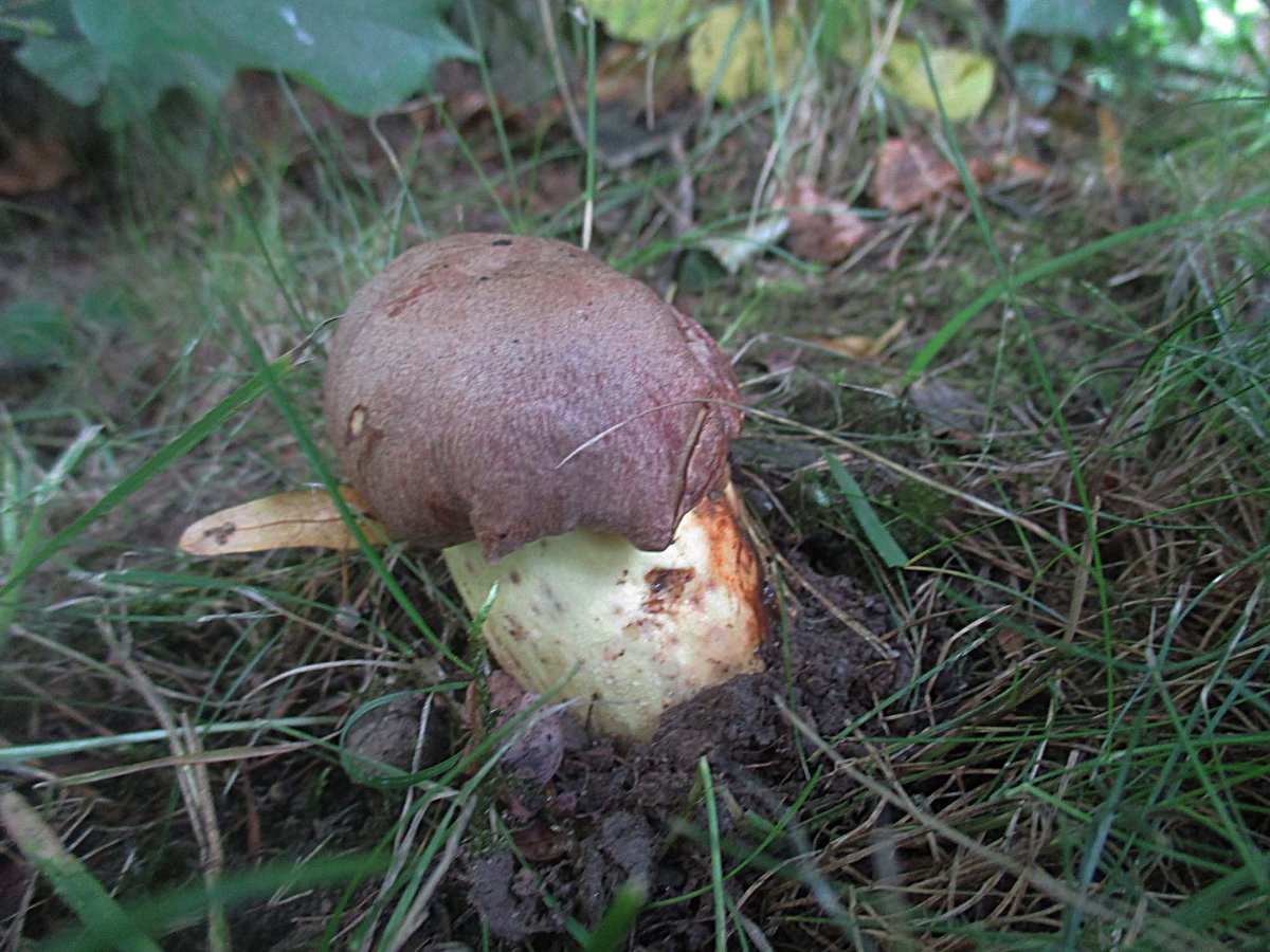 Butyriboletus appendiculatus - Anhängselröhrling1.jpg