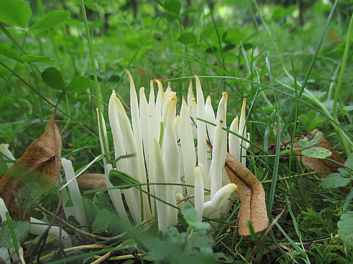 Clavaria fragilis - Wurmförmige Wiesenkeule1.jpg