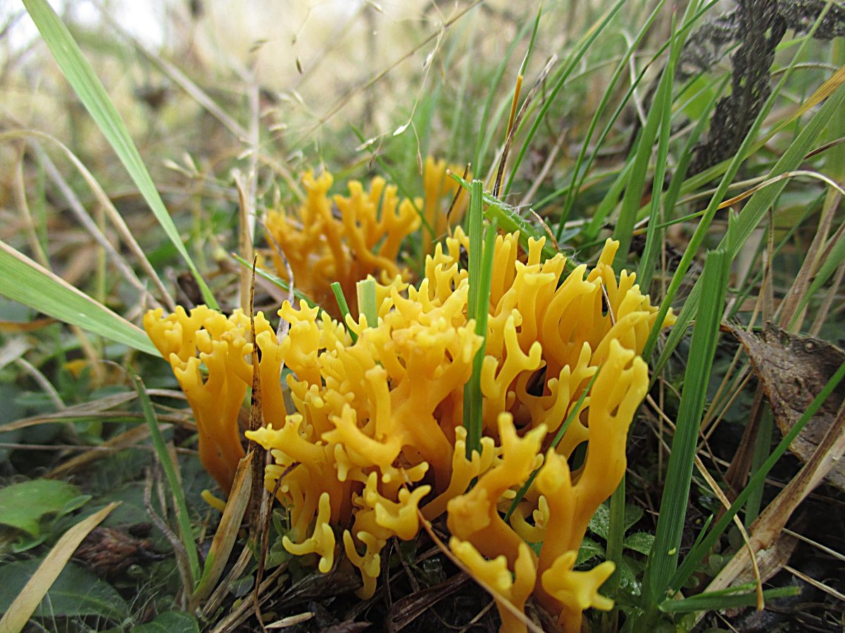 Clavulinopsis corniculata - Geweihförmige Wiesenkoralle.jpg