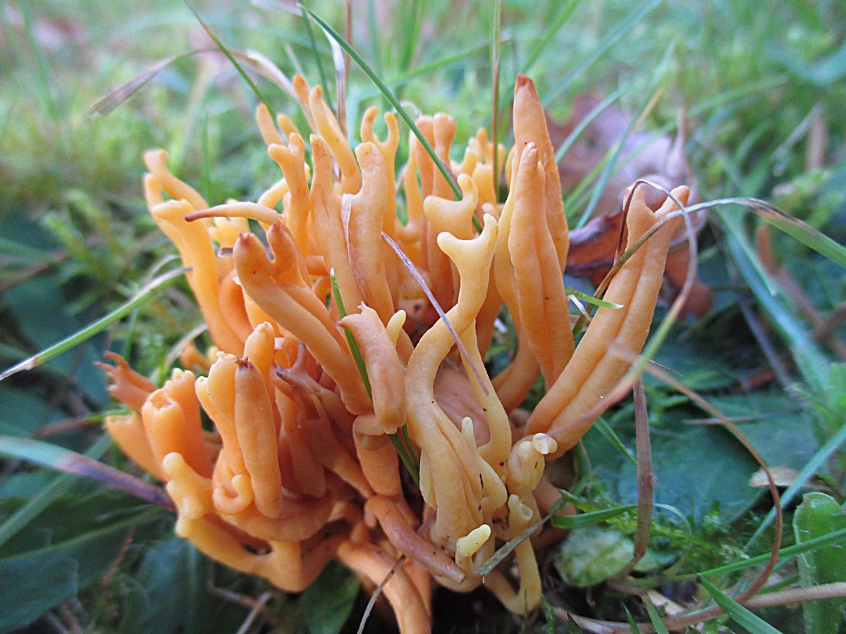 Clavulinopsis corniculata - Geweihförmige Wiesenkoralle2.jpg
