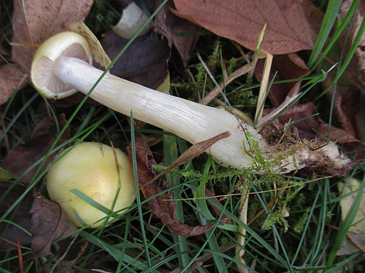 Hygrophorus lucorum - Lärchenschneckling.jpg