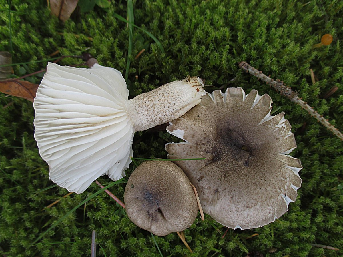 Hygrophorus pustulatus - Schwarzpunktierter Schneckling.jpg