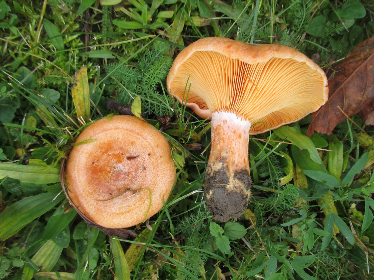 Lactarius deliciosus - Edelreizker.jpg