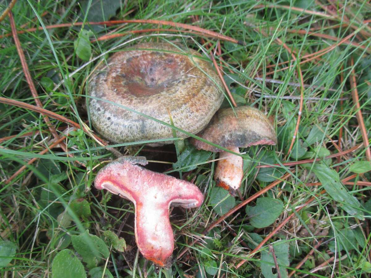 Lactarius quieticolor - Wechselbrauner Kiefernreizker.jpg