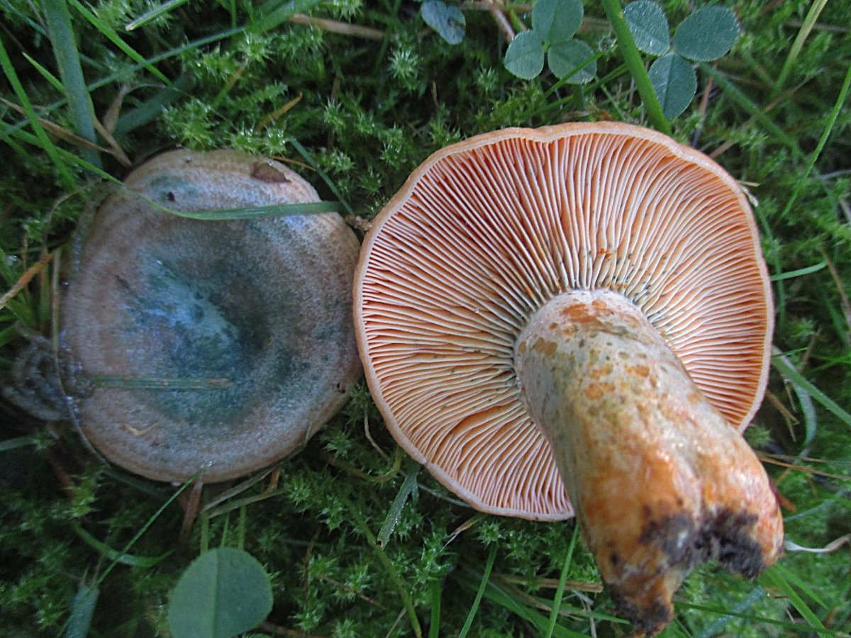 Lactarius semisanguifluus - Spangrüner Kiefernreizker.jpg