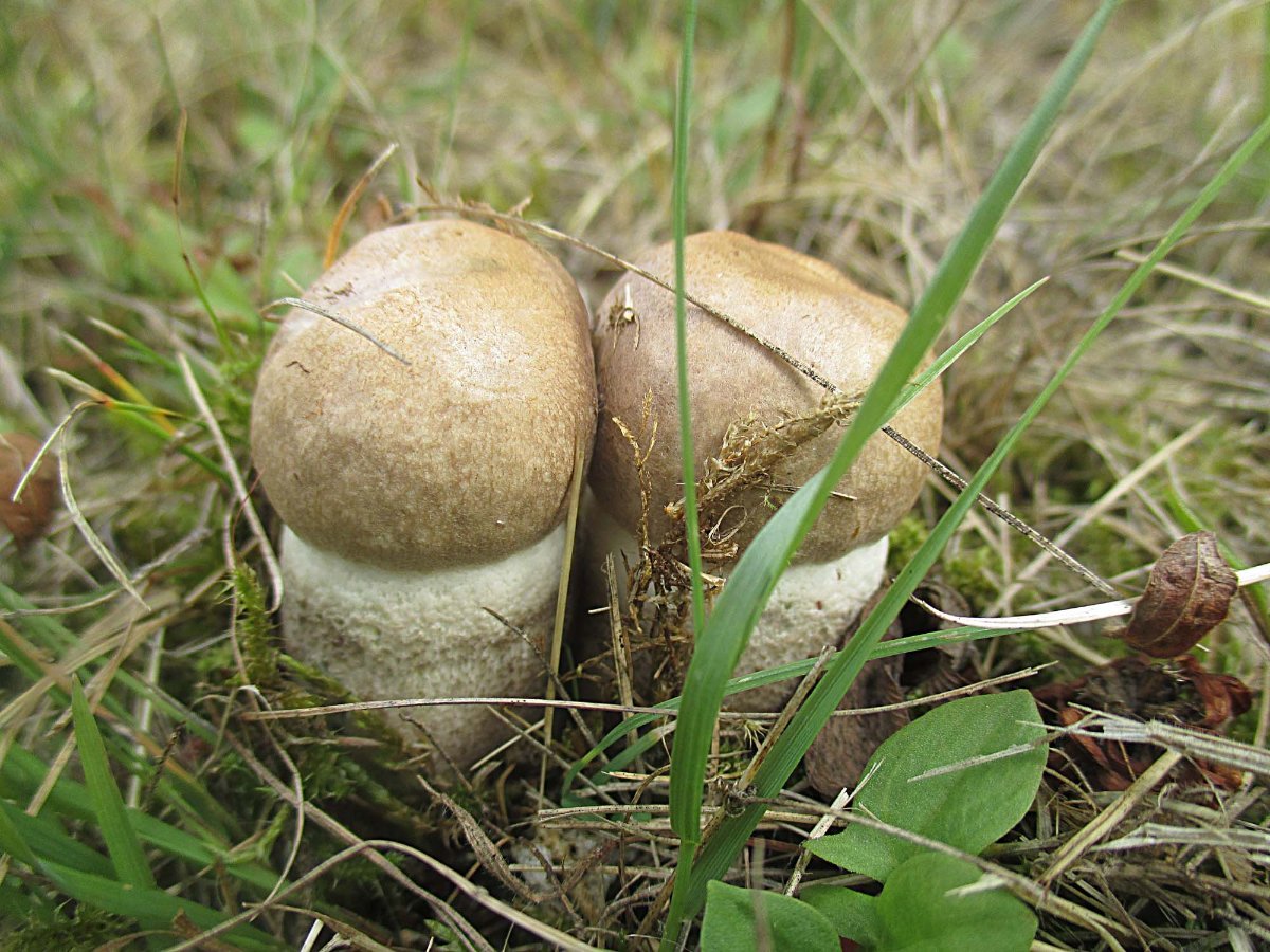 Leccinum duriusculum - Pappelraufuß.jpg