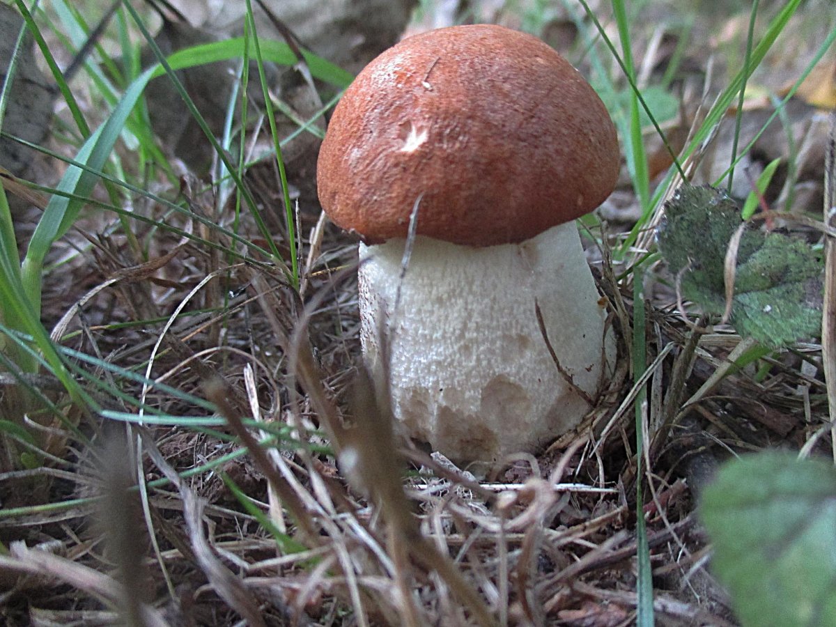 Leccinum leucopodium - Espen-Rotkappe.jpg