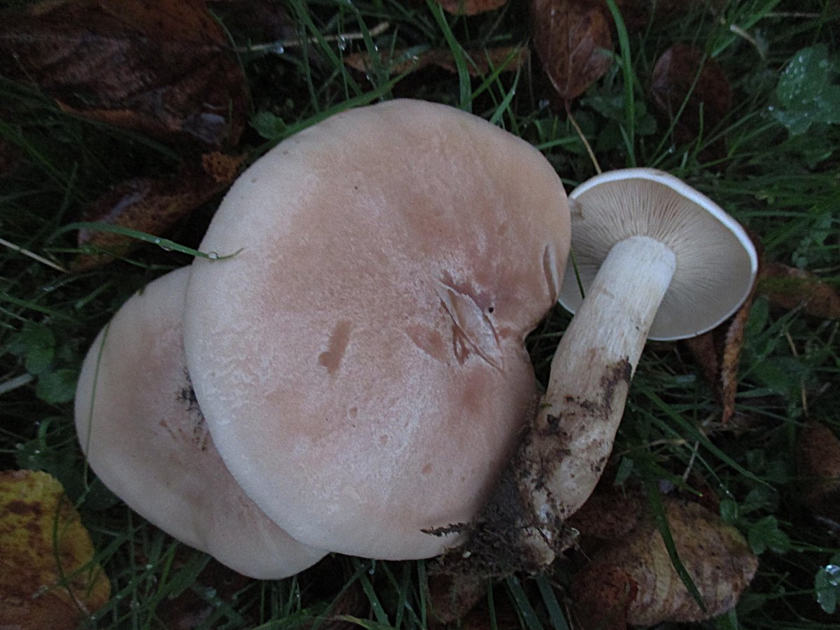 Lepista irina - Veilchen-Rötelritterling.jpg