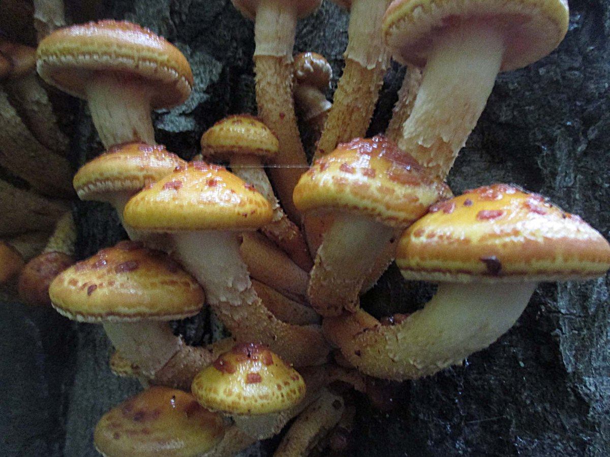 Pholiota adiposa - Schleimiger Schüppling.jpg