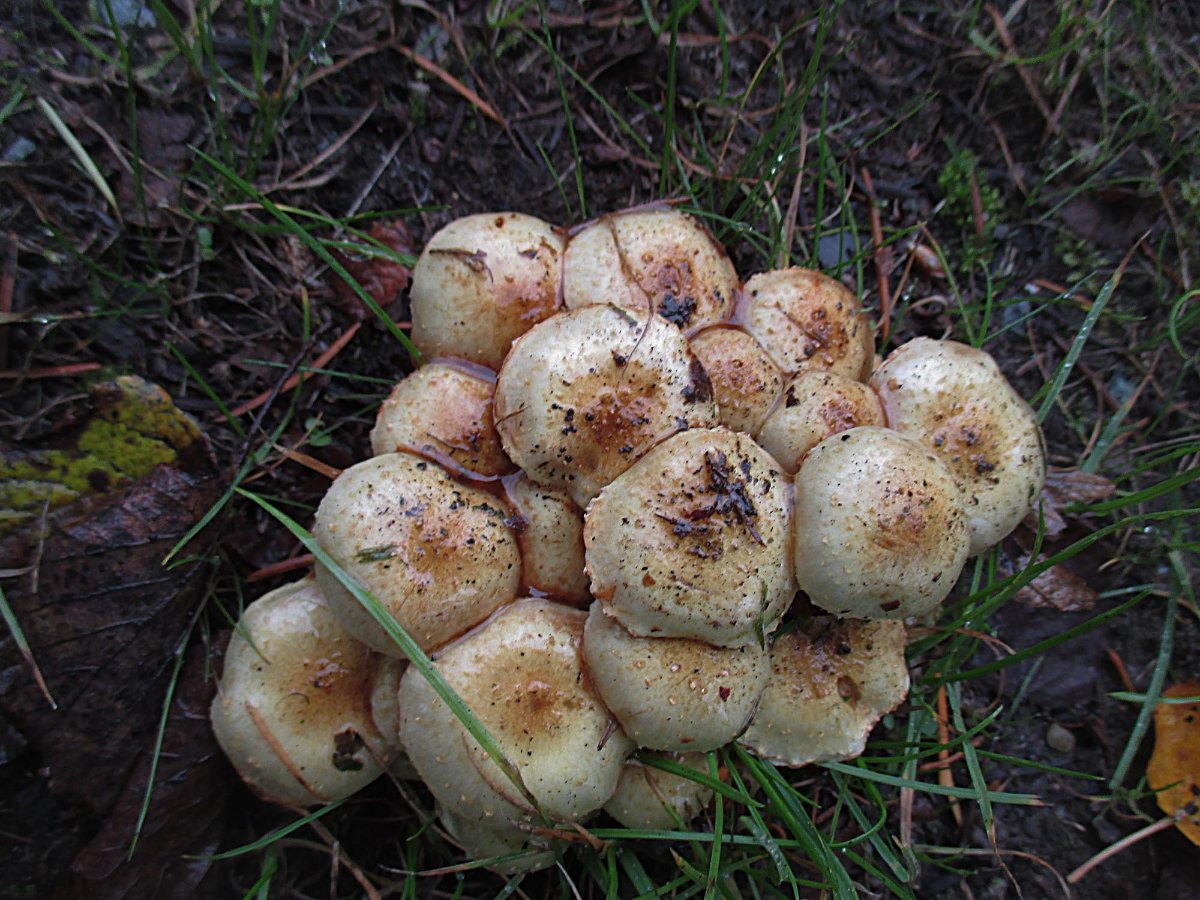 Pholiota gummosa - Gummischüppling.jpg