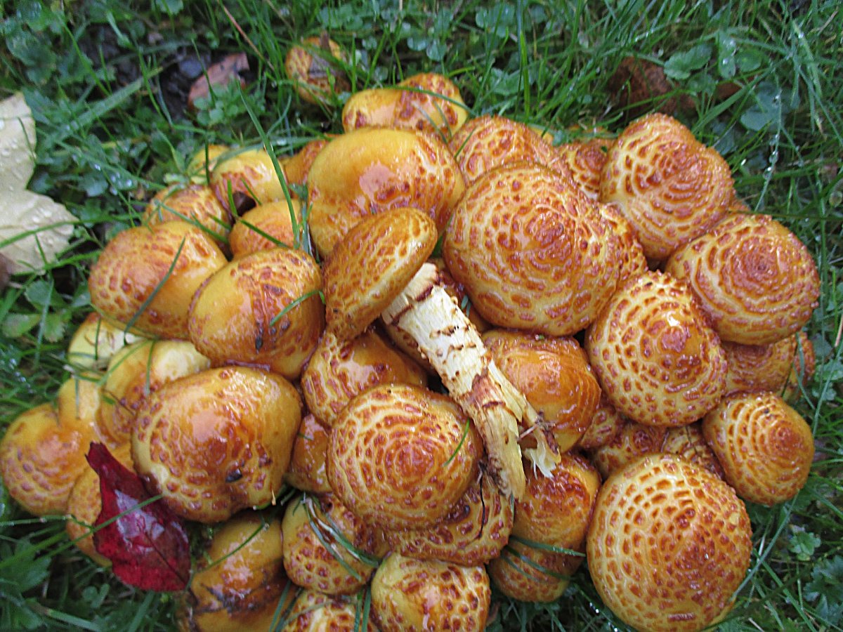 Pholiota jahnii - Pinselschüppling.jpg