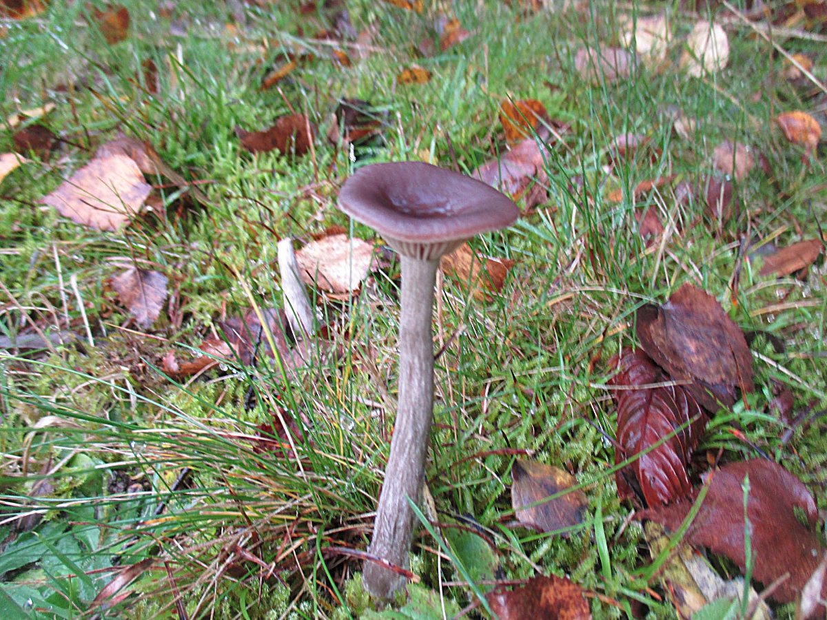 Pseudoclitocybe cyathiformis - Kaffebrauner Gabeltrichterling.jpg