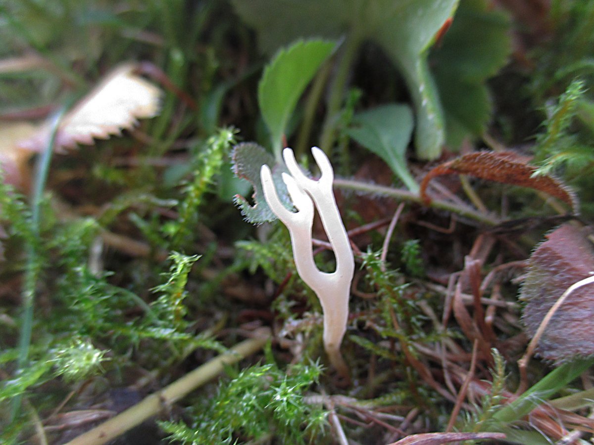 Ramariopsis kunzei agg. - Weiße Wiesenkoralle.jpg