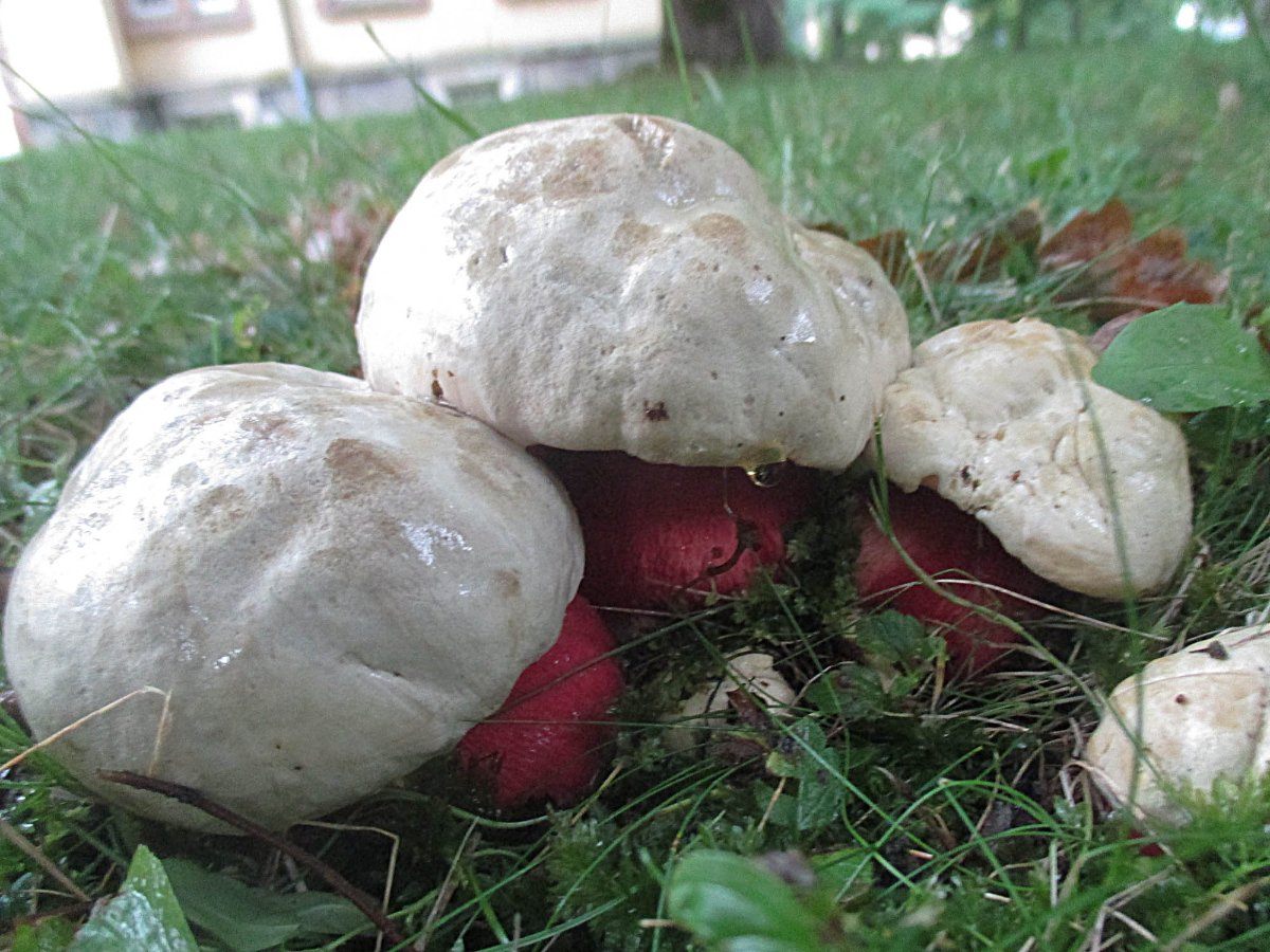 Rubroboletus satanas - Satansröhrling.jpg