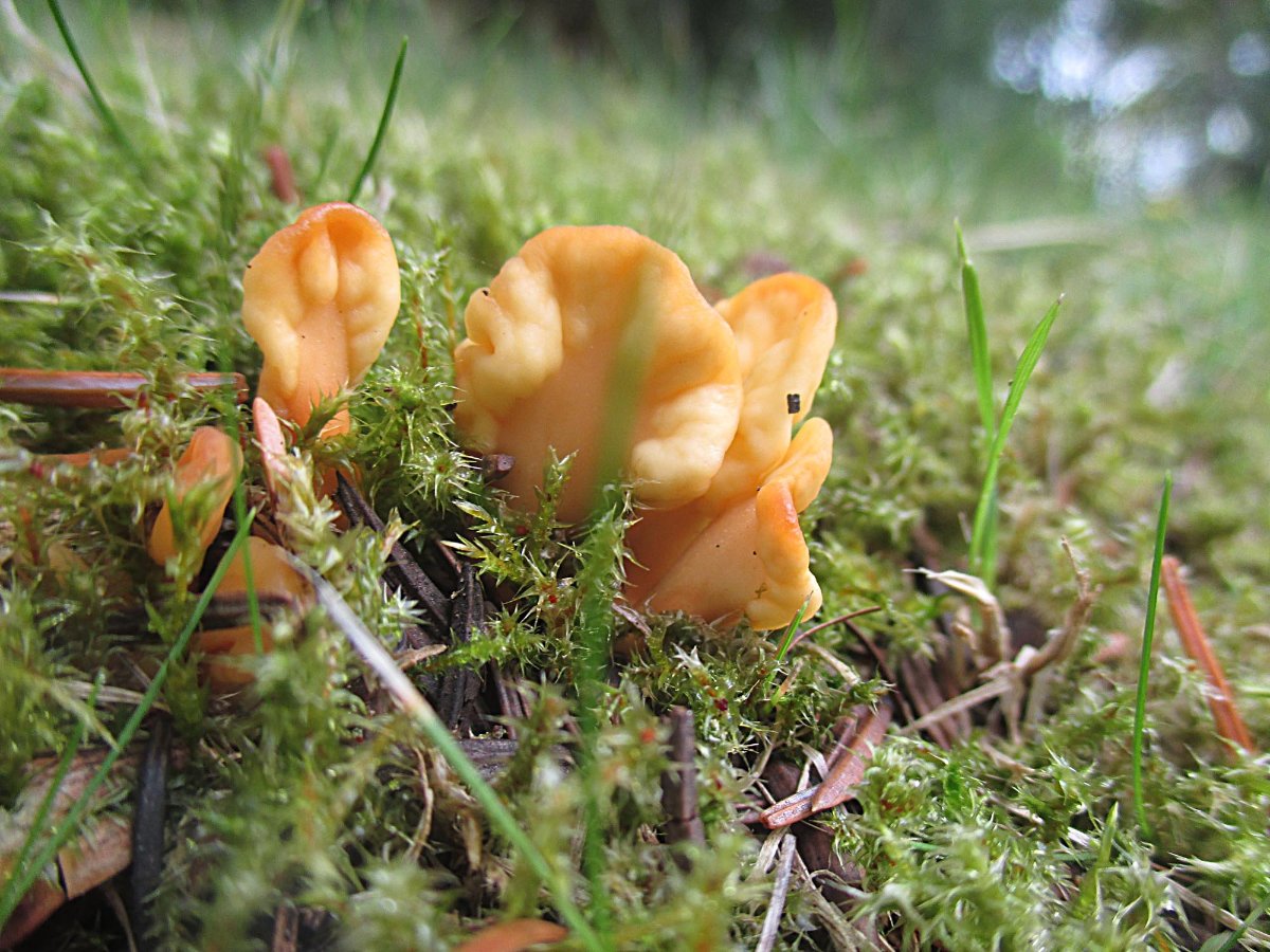 Spathularia flavida - Dottergelber Spateling.jpg