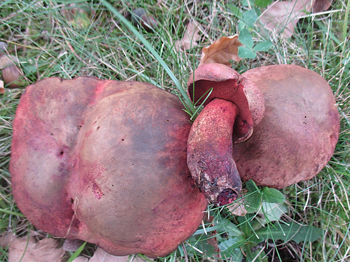 Suillellus mendax - Kurznetziger Hexenröhrling.jpg