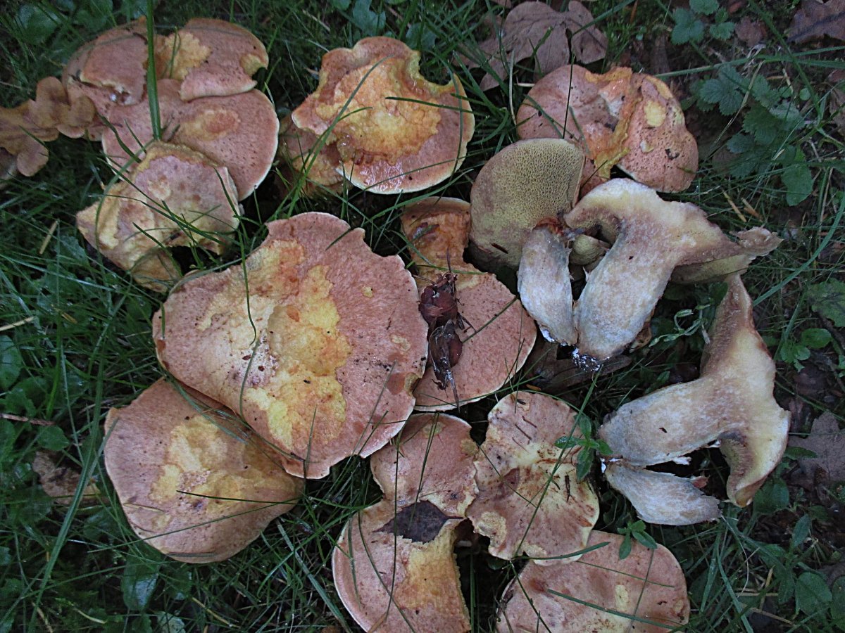 Suillus caerulescens - Blauender Schmierröhrling.jpg