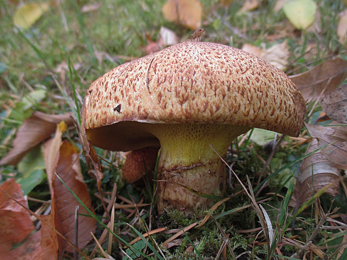 Suillus lakei - Douglasienröhrling.jpg