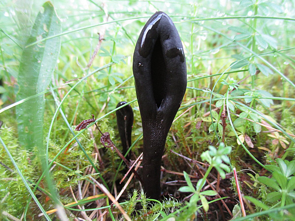 Trichoglossum hirsutum - Behaarte Erdzunge.jpg