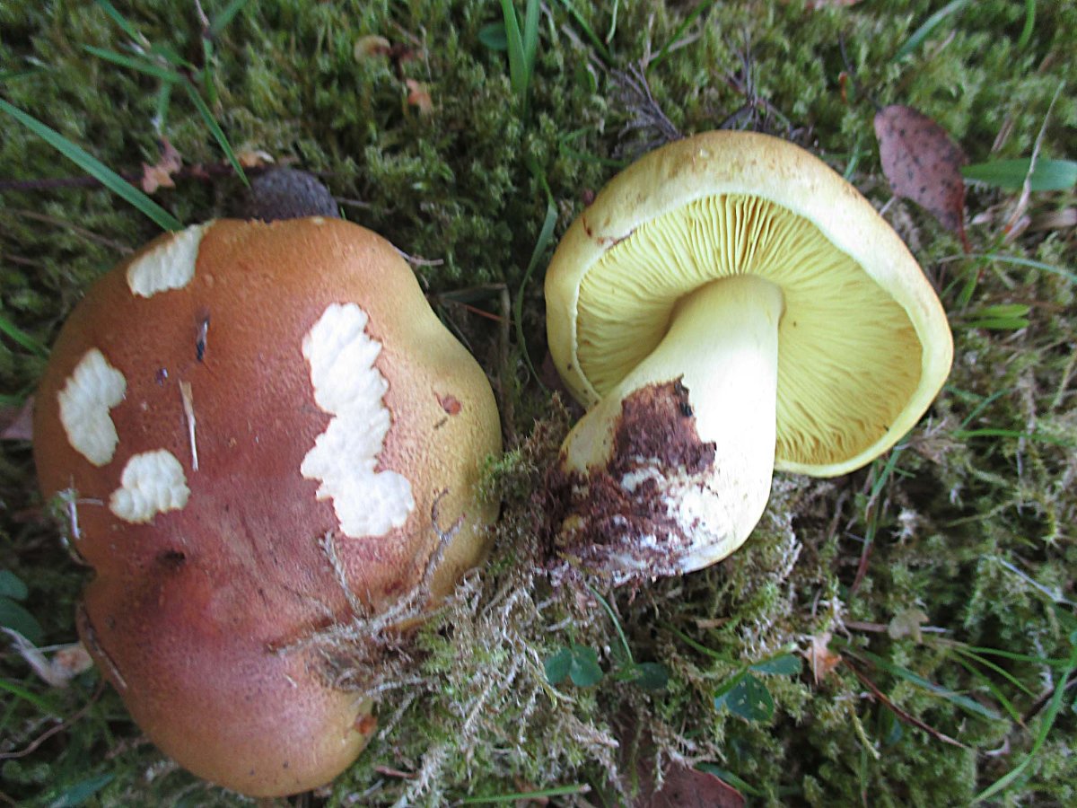 Tricholoma frondosae - Pappelgrünling.jpg