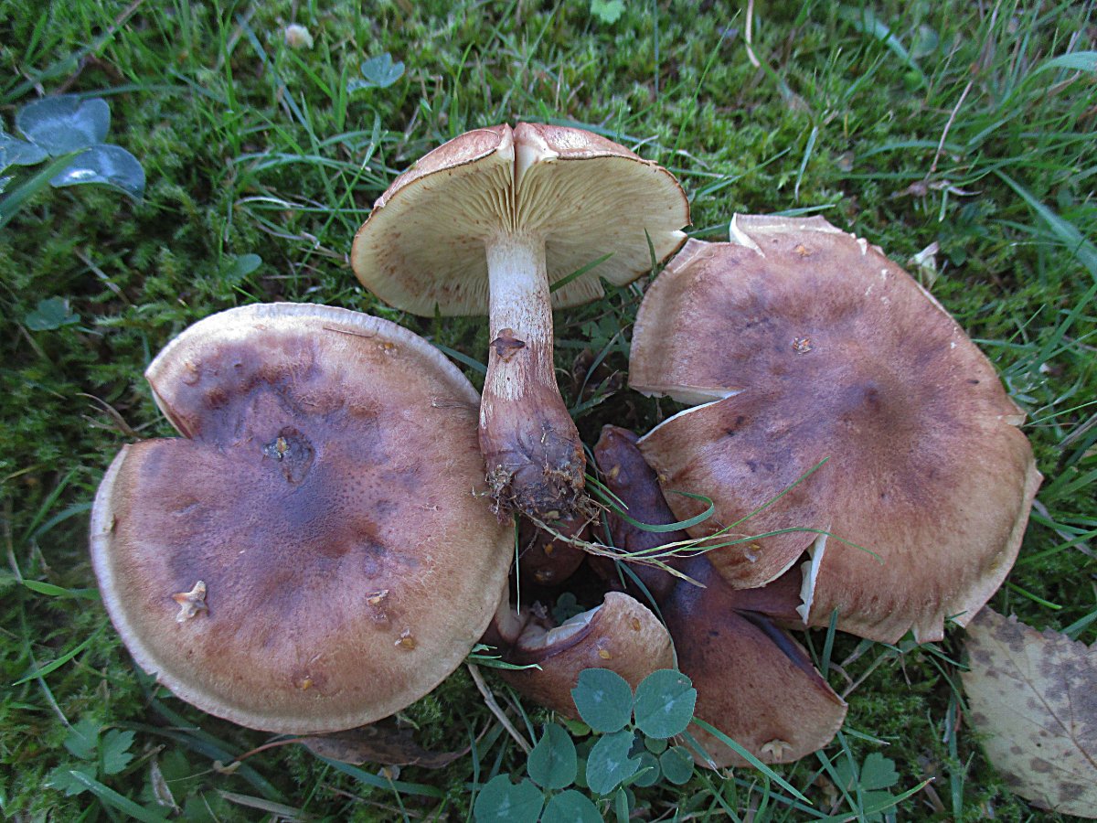 Tricholoma fulvum - Gelbblättriger Ritterling.jpg