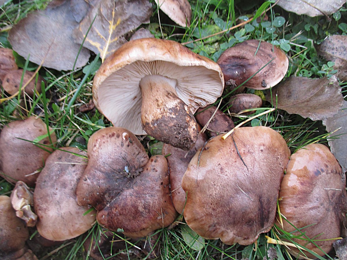 Tricholoma populinum - Pappelritterling.jpg