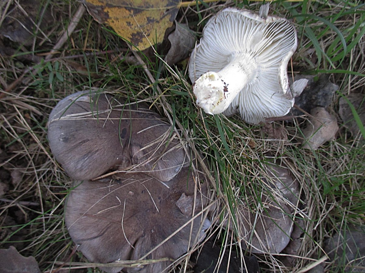 Tricholoma portentosum - Schwarzfaseriger Ritterling.jpg