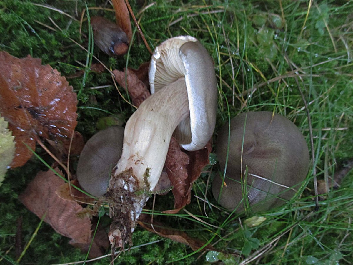 Tricholoma saponaceum - Seifenritterling.jpg