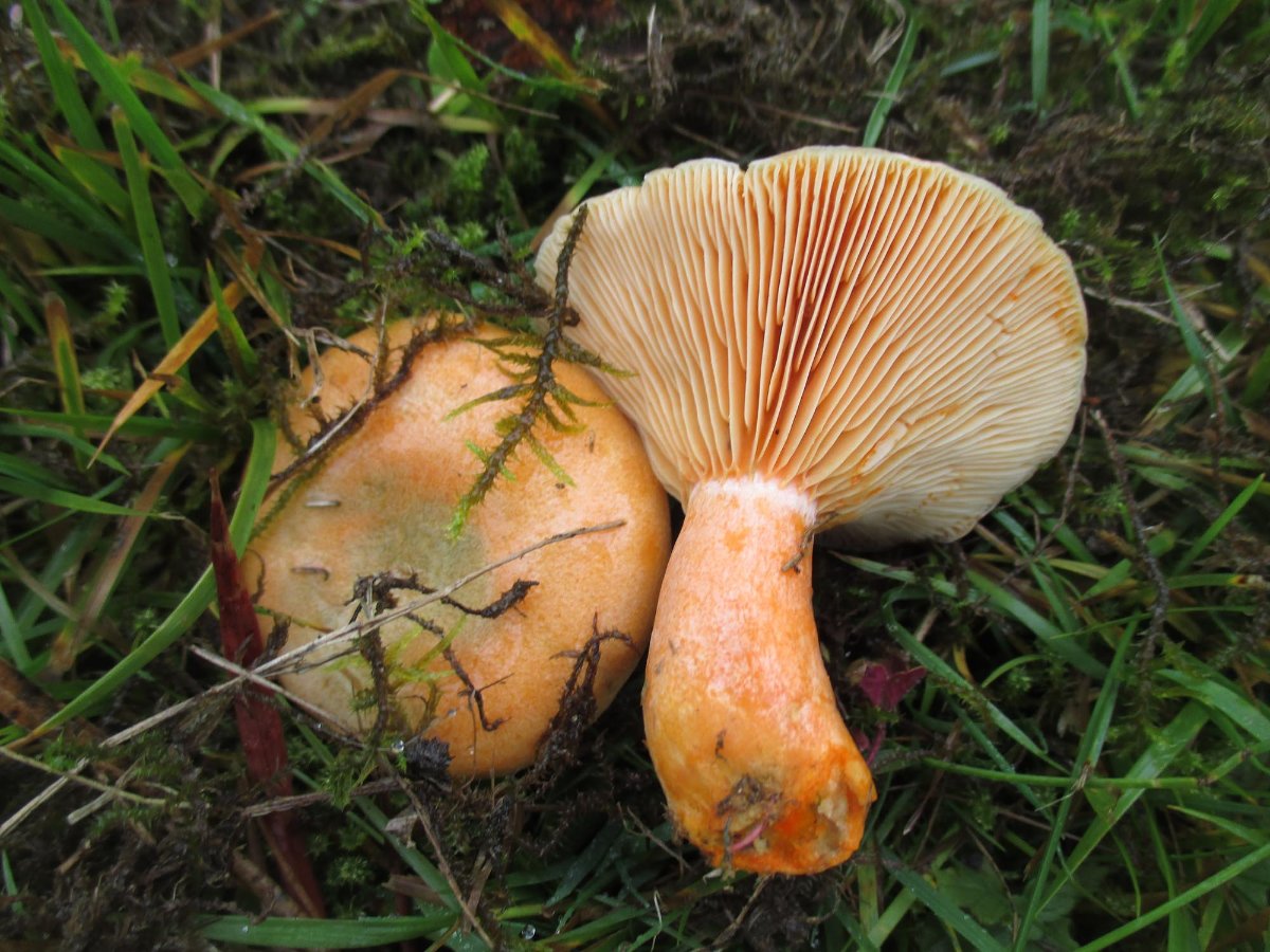 Lactarius deterrimus - Fichtenreizker.jpg