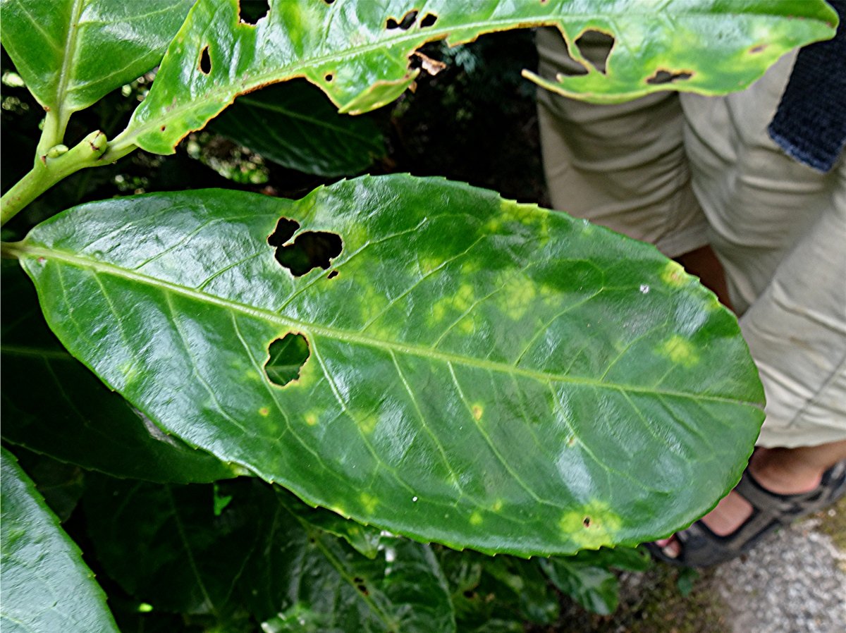 DSC03095 Ausschnitt, Helligkeit, Schärfe.JPG