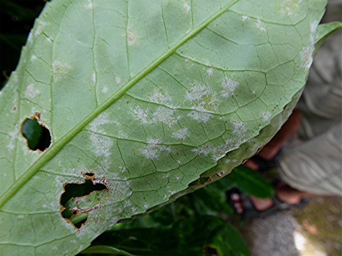 DSC03096 Helligkeit, Schärfe.JPG