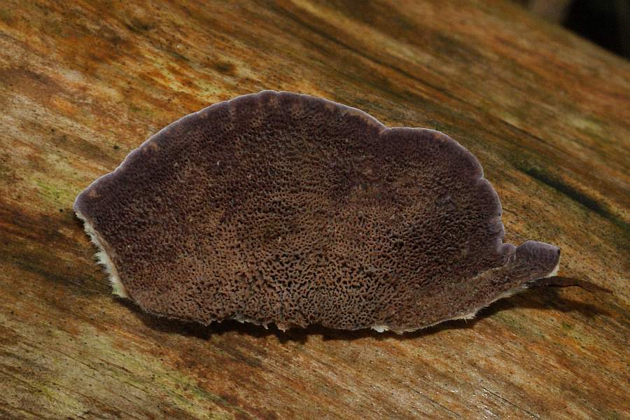 Bild 4: Ansicht der Porenschicht