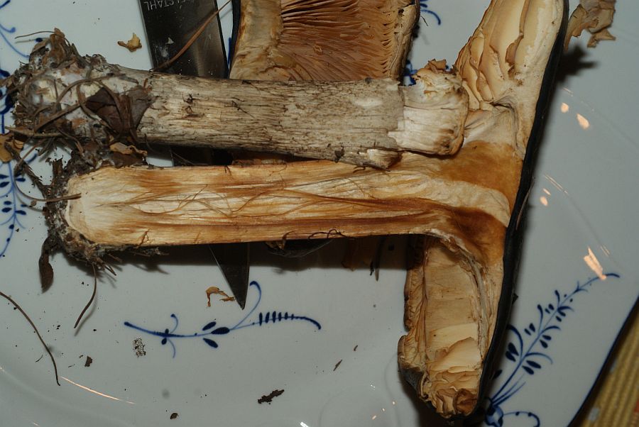 nach 1 Tag deutliche Verfärbung auf Druck