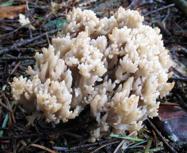 Clavulina coralloides  Normalform