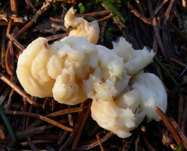 Clavulina coralloides  deformiert