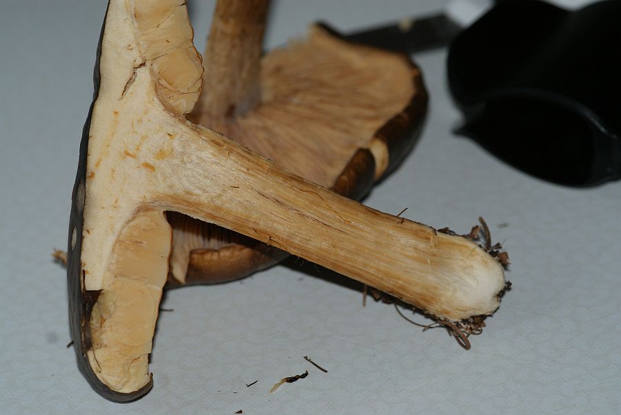 frisches Schnittbild