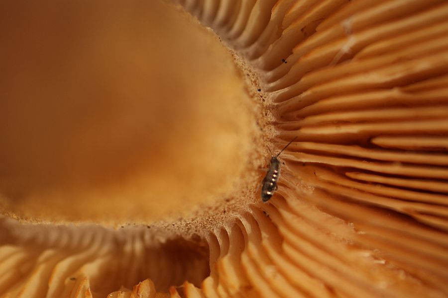 Lamellenansatz: Ritterlingsgraben