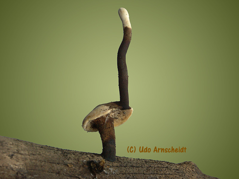 Polyporus leptocephalus_P varius_06Aa.jpg