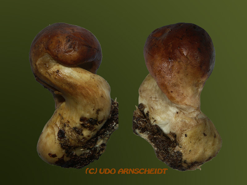 Xerocomus badius_Maronenröhrling_01u7a.jpg