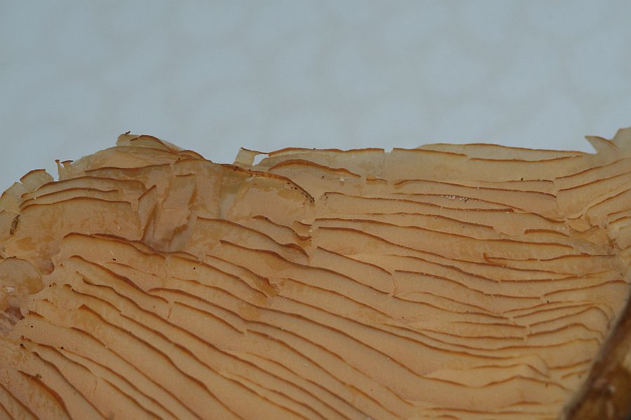 dunklere Lamellenschneiden