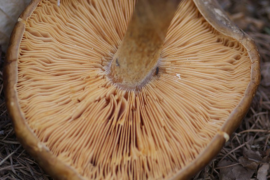 umgebogener Hutrand und Lamellen-Gesamtansicht