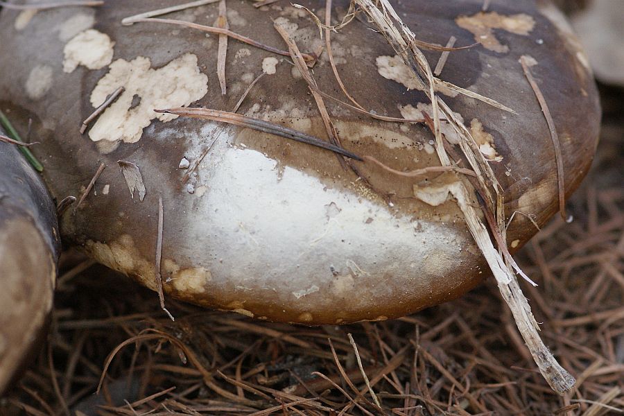 Sporenfarbe und schneckenfraß-ähnliche helle Flecken